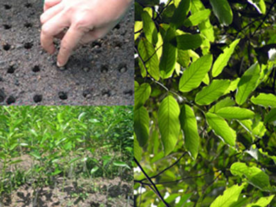 Planting and Enrichment