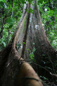 Indigenous Flora and Fauna